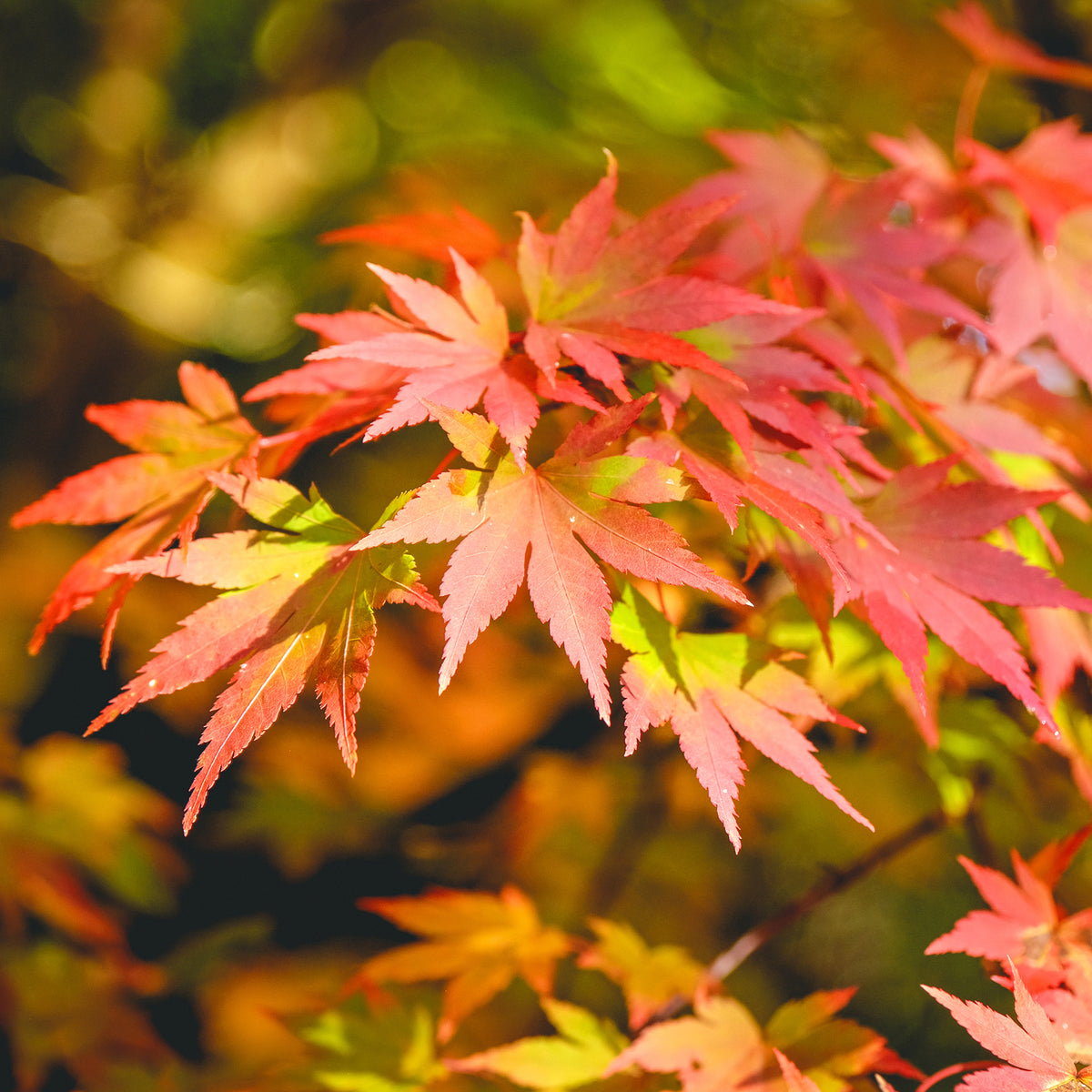 Japanse esdoorn 'Orange Dream' - Bakker