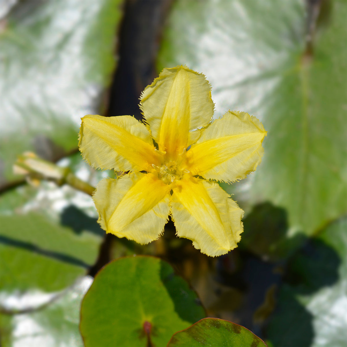 Verkoop Paardenbloem Faux waterlelie - Nymphoides peltata