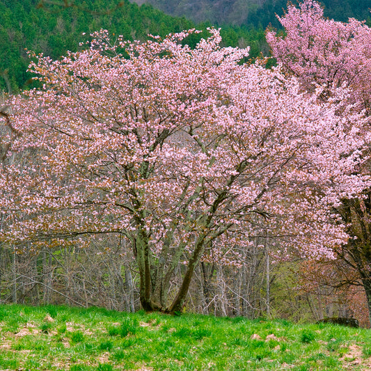 Sargentkers - Bakker
