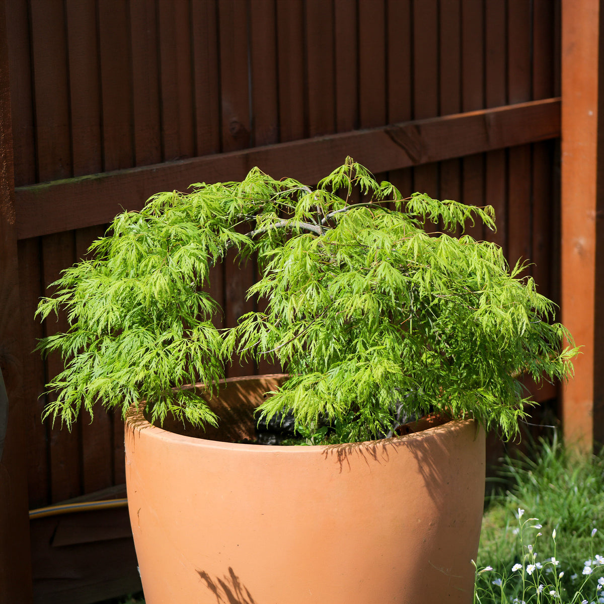 Japanse esdoorn 'Emerald Lace' - Bakker