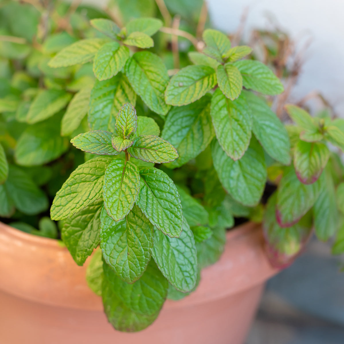 Mentha spicata - Marokkaanse munt 'Maroccan' - Munt