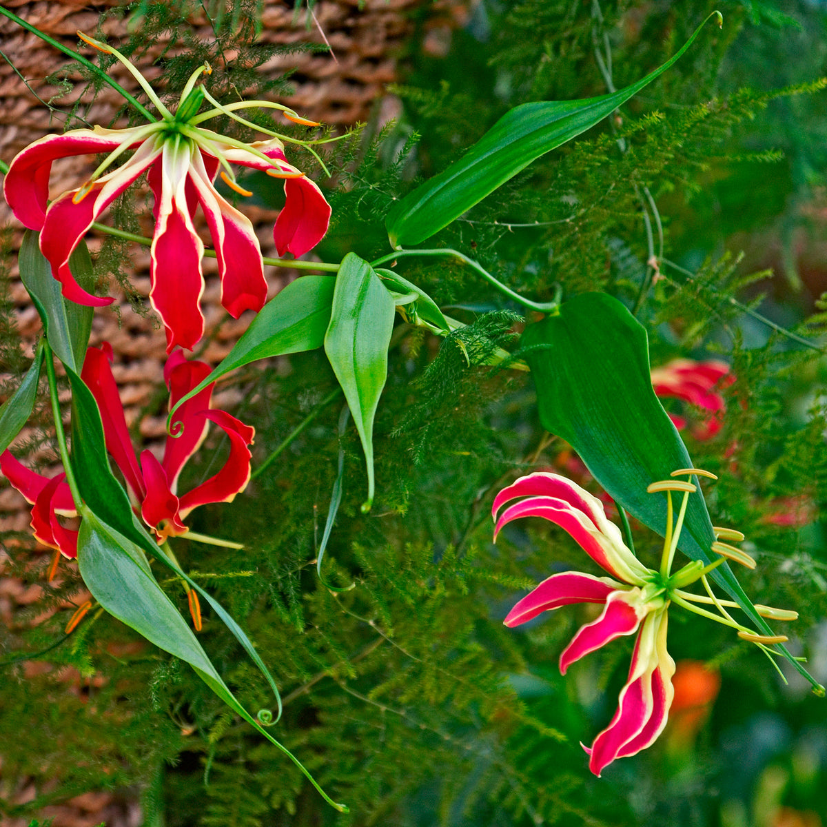 Gloriosa superba 'rothschildiana' - Klimlelie 'Rothschildiana' (x2) - Zomerbloeiers