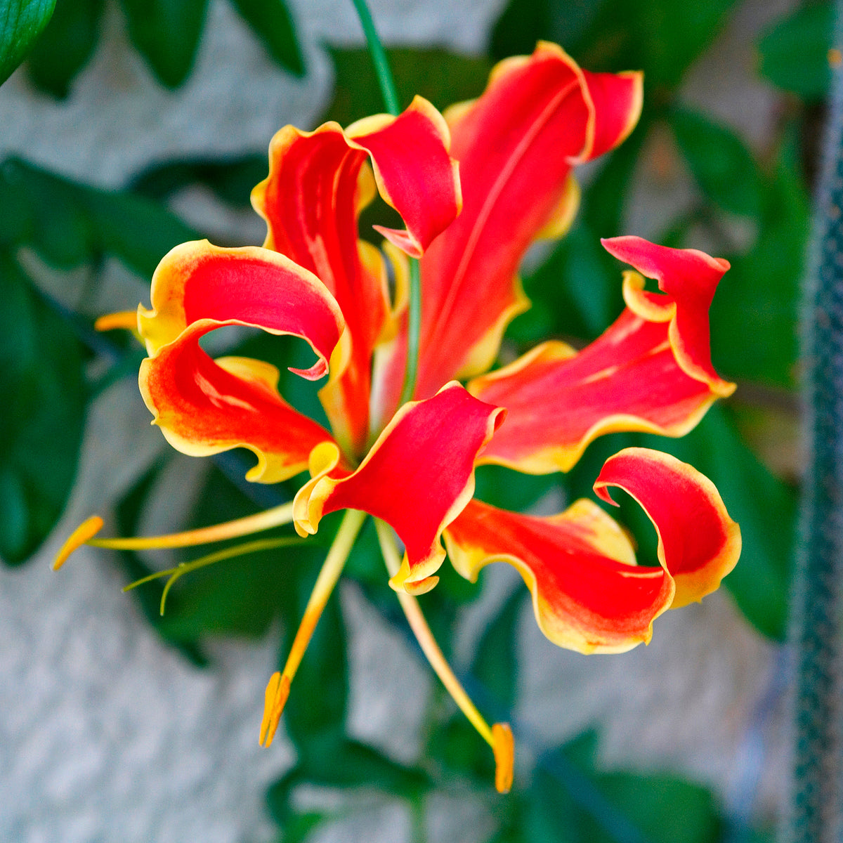 Klimlelie 'Rothschildiana' (x2) - Gloriosa superba 'rothschildiana' - Bakker
