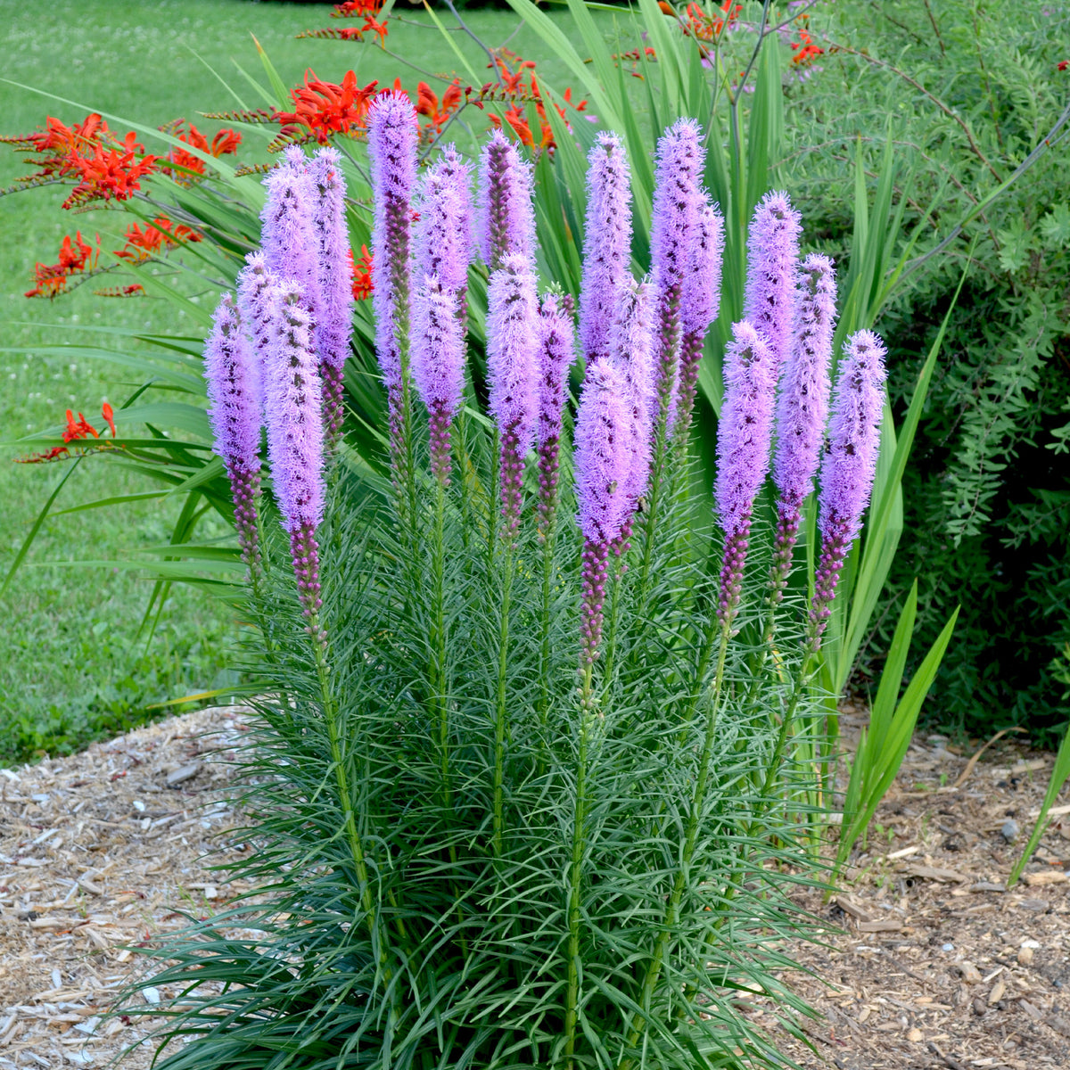 Verkoop Lampenpoetser (x25) - Liatris spicata