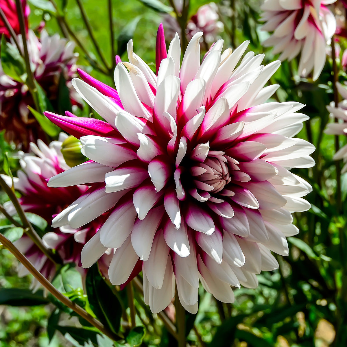 Dahlia 'rebecca's world' - Dahlia 'Rebecca's World' (x3) - Dahlia