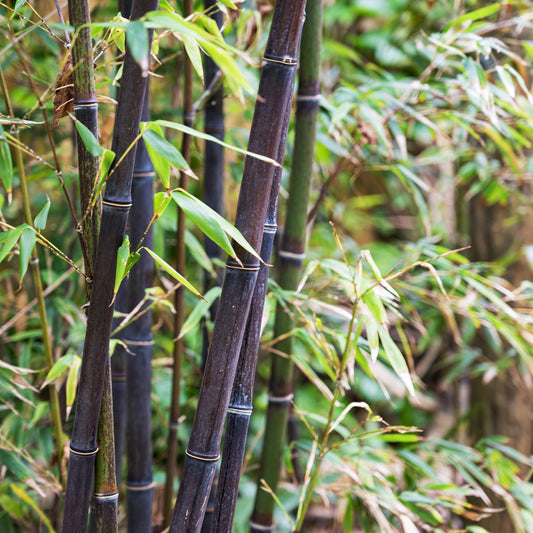 Zwarte bamboe Phyllostachys - Bakker