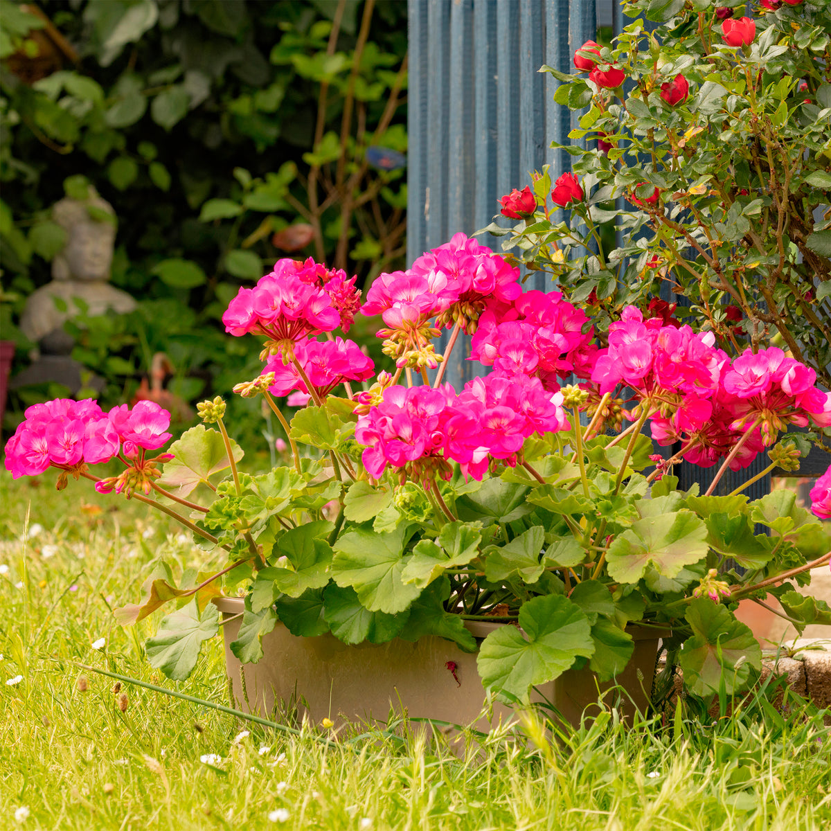 Pelargonium zonale - Geranium roze - Geranium - Pelargonium