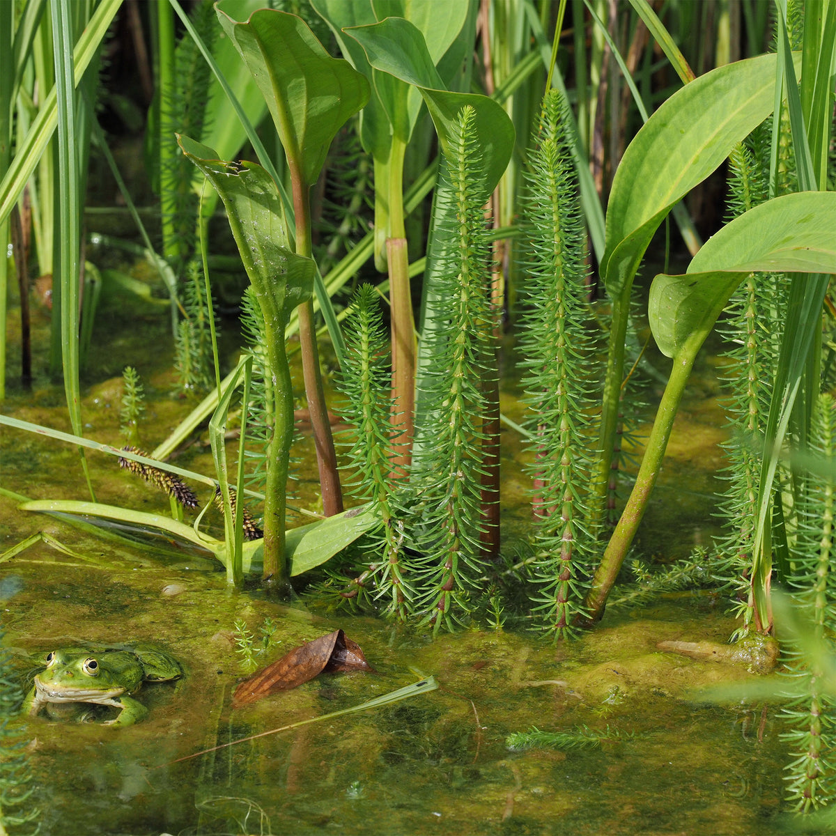 Watermeloen - Hippuris vulgaris - Hippuris vulgaris - Bakker