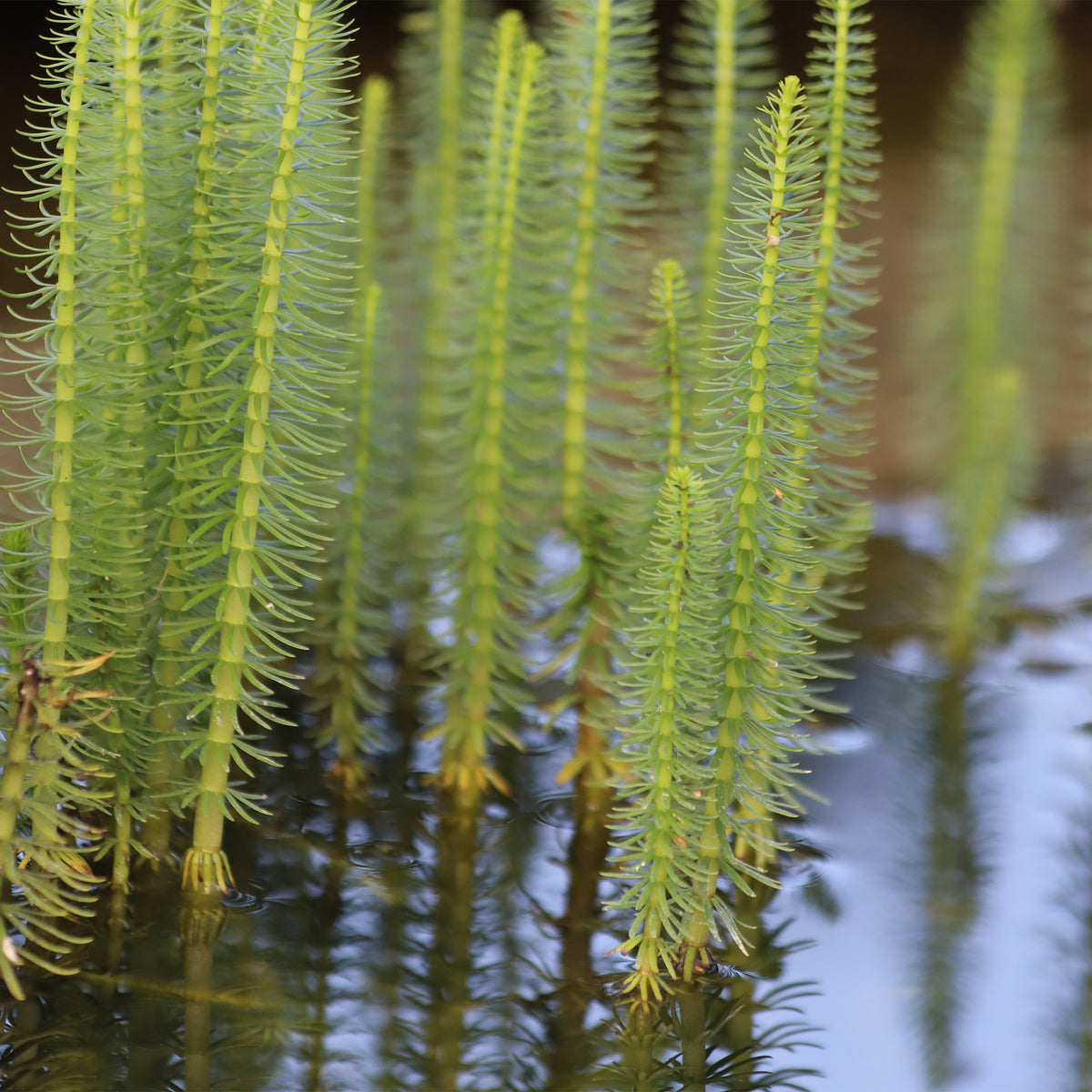 Alle vijverplanten - Watermeloen - Hippuris vulgaris - Hippuris vulgaris
