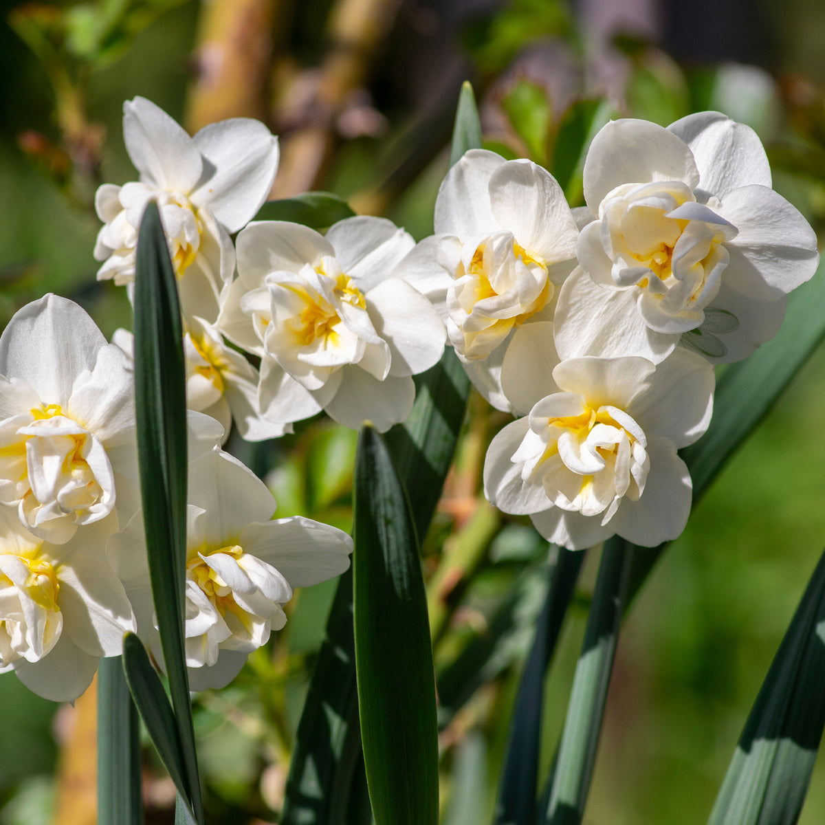 Verkoop Narcis 'Double Flowers' - Narcissen