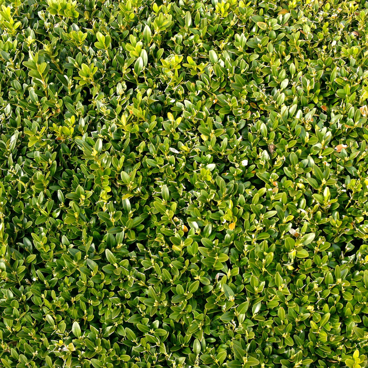 Buxushaag - Buxus - Bakker