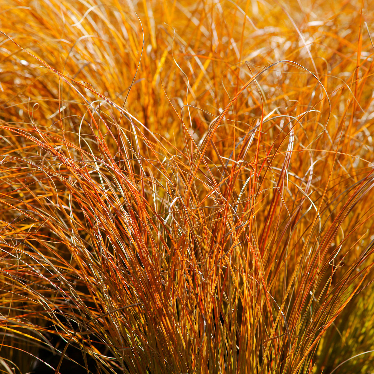 Zegge 'Prairie Fire' - Carex testacea prairie fire - Bakker