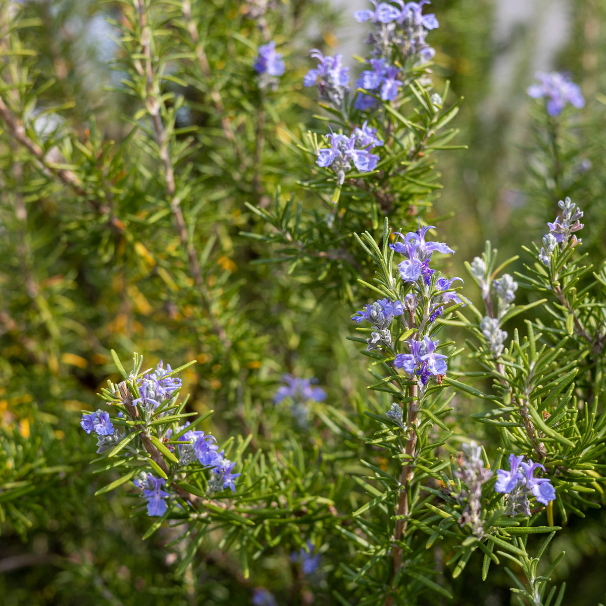 Rozemarijn - Rosmarinus officinalis - Bakker