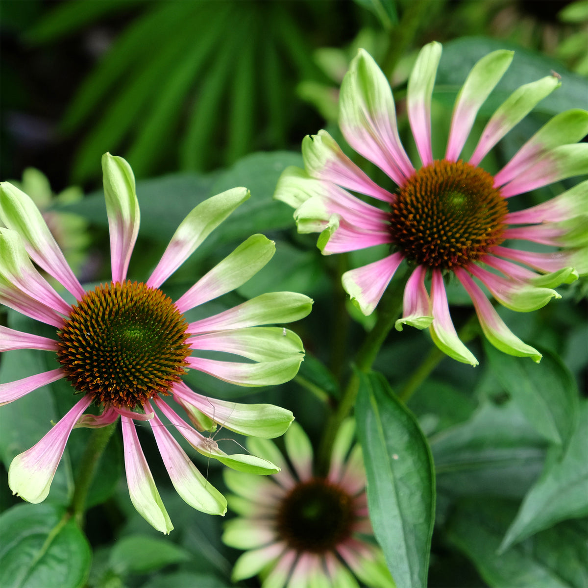Zonnehoed 'Green Twister' - Echinacea purpurea Green Twister - Bakker