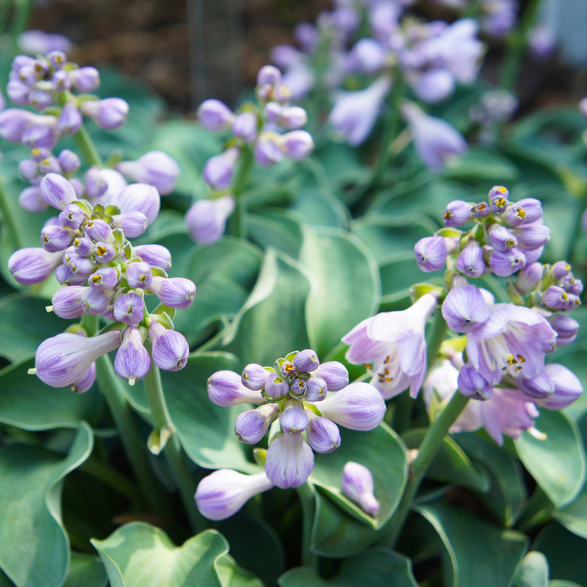 Hosta hybride blue mouse ears - Hartlelie 'Blue Mouse Ears' - Hosta - Hartlelie