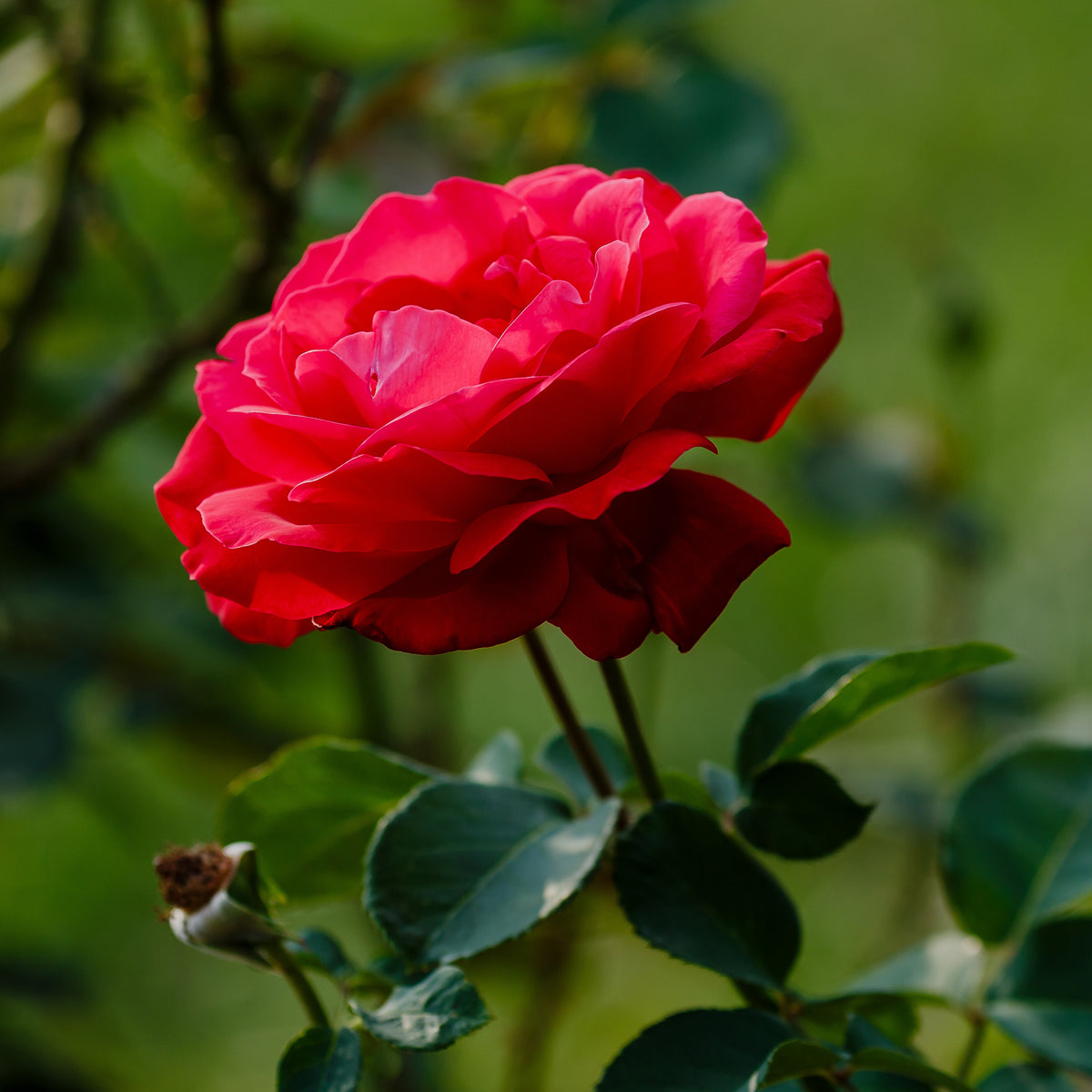 Grootbloemige roos 'Dame de Coeur' - Bakker