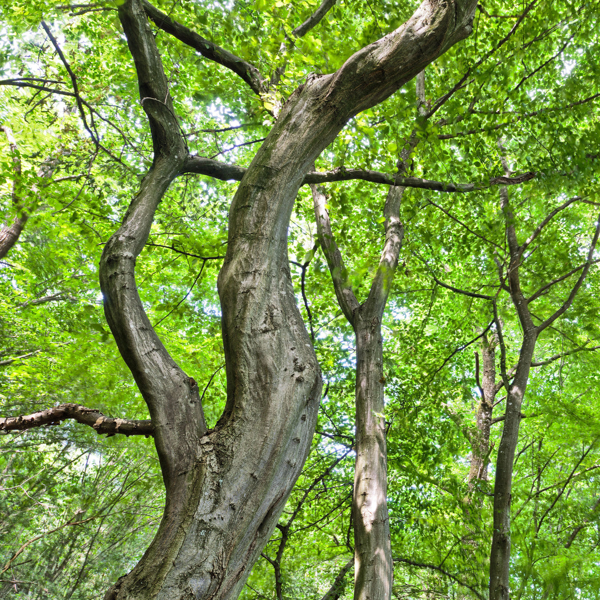 Verkoop Haagbeuk - Carpinus betulus