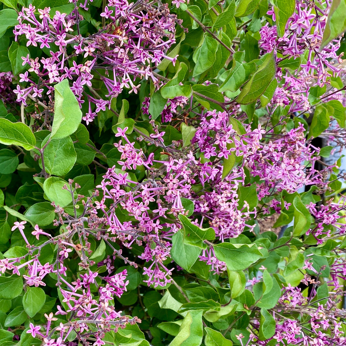 Dwergsering 'Dark Purple' - Syringa pubescens microphylla Bloomerang Dark Purple - Bakker