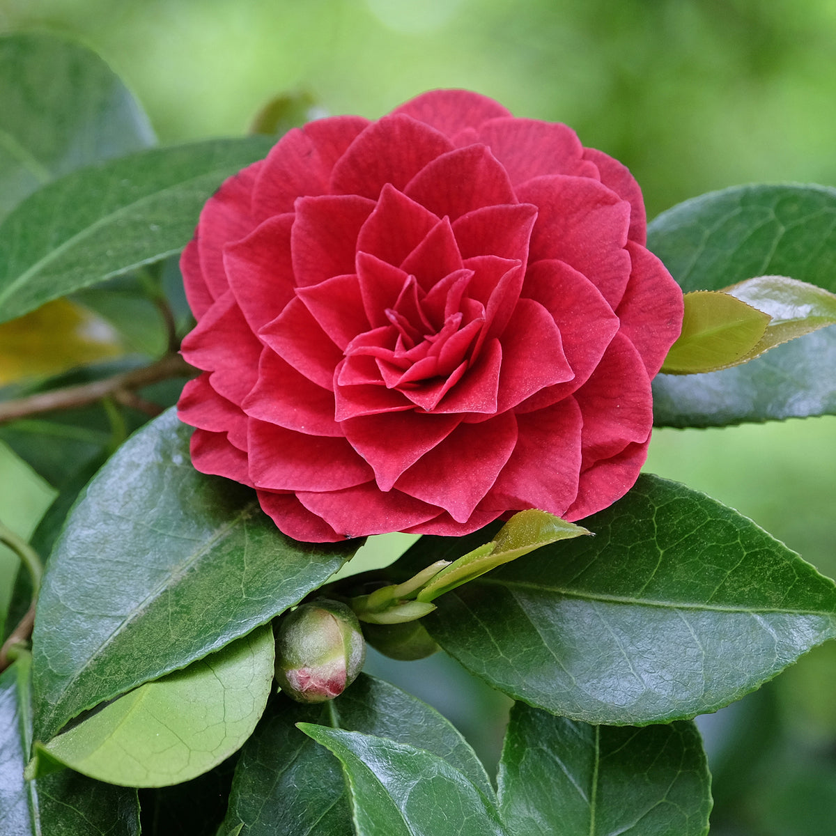 Japanse roos 'Black Lace'