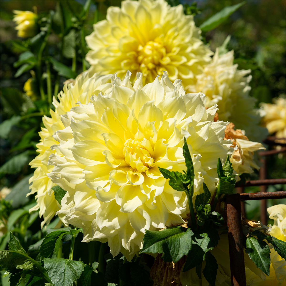 Dahlia 'kelvin floodlight' - Dubbelbloemige Dahlia 'Kelvin Floodlight' (x3) - Dahlia
