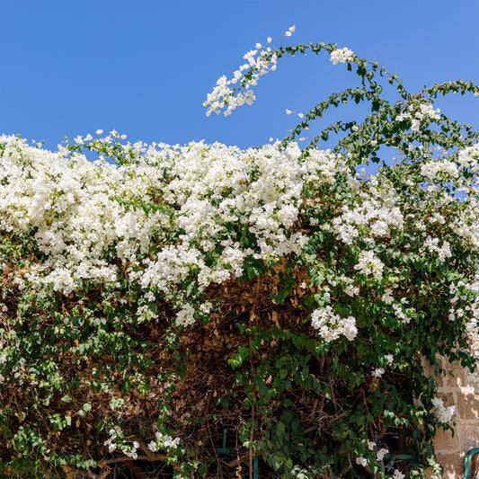 Bougainville 'White Cascade' - Bakker