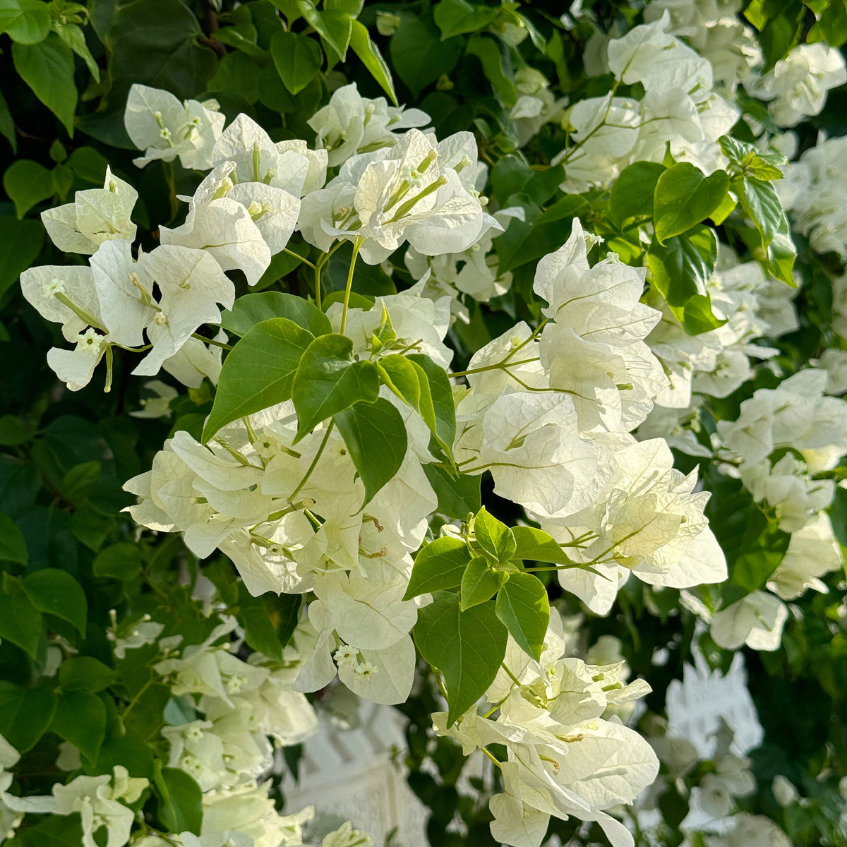 Bougainville - Bougainville 'White Cascade' - Bougainvillea white