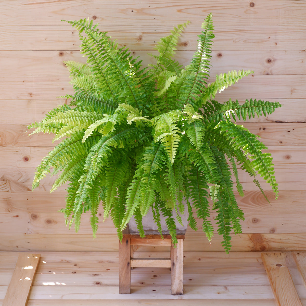Krulvaren Nephrolepis 'Green Lady' - Nephrolepis exaltata 'Green Lady' - Bakker