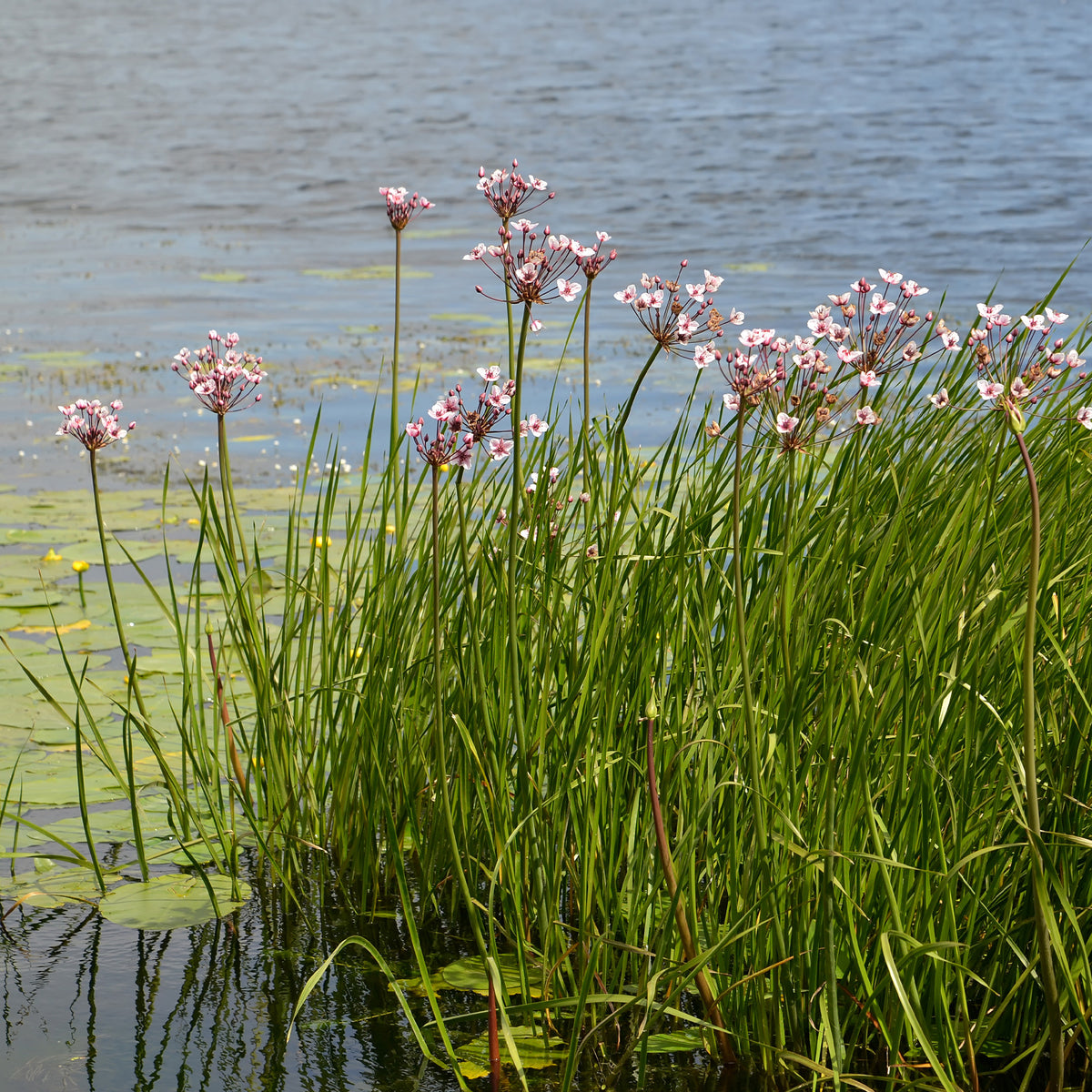 Butomus umbellatus - Bloeiende bies Butome umbel - Naakte wortels