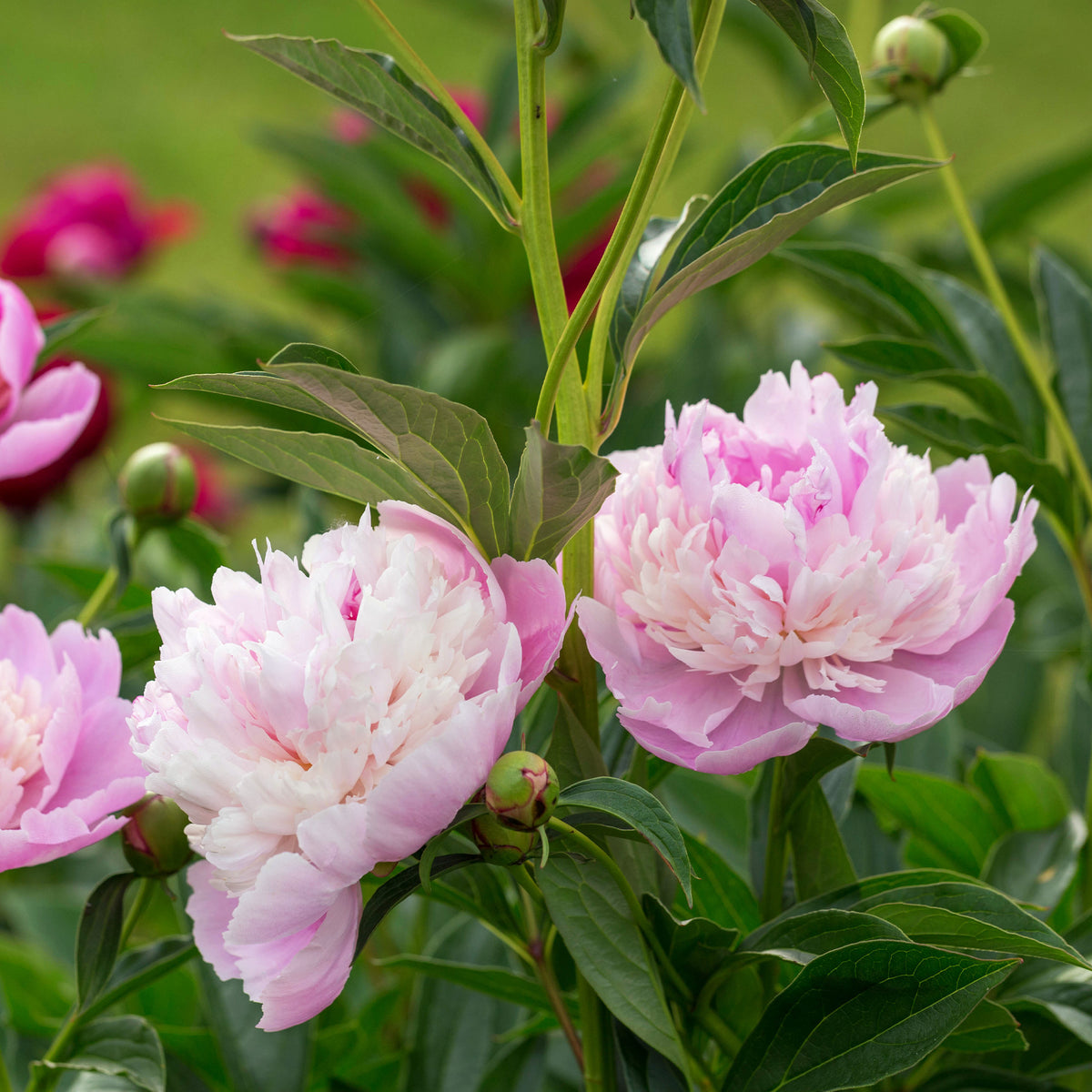 Paeonia lactiflora x sorbet - Pioenroos 'Sorbet' - Pioenrozen