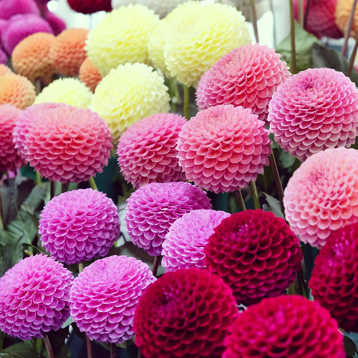 Dahlia Mix 'Origami Honey' (x5)
