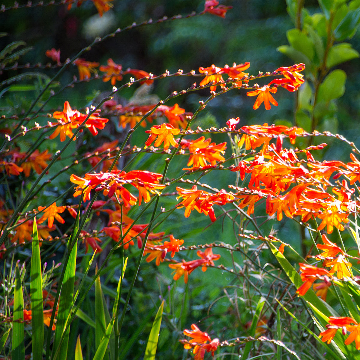 Crocosmia Mix (x30)