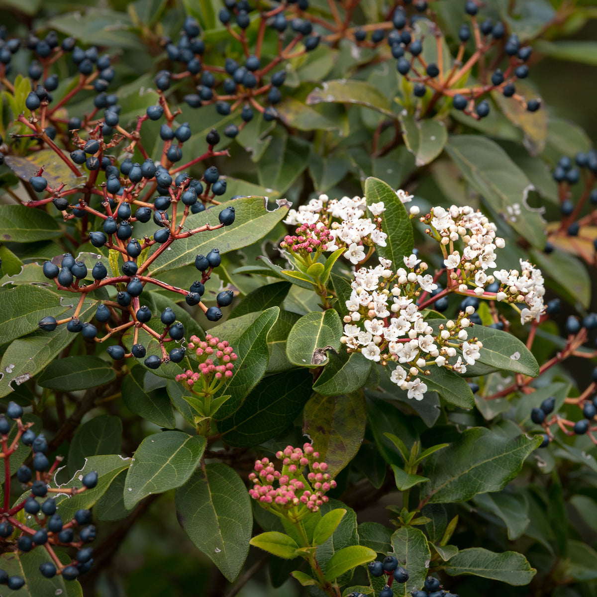 Sneeuwbal Tinus - Sneeuwbal (Viburnum) - Bakker