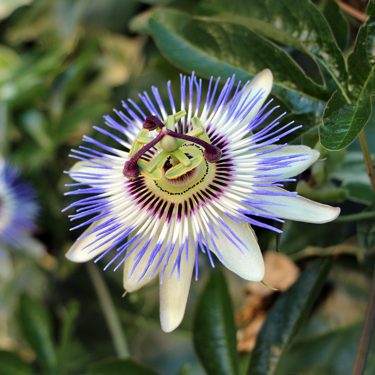 Passiebloem