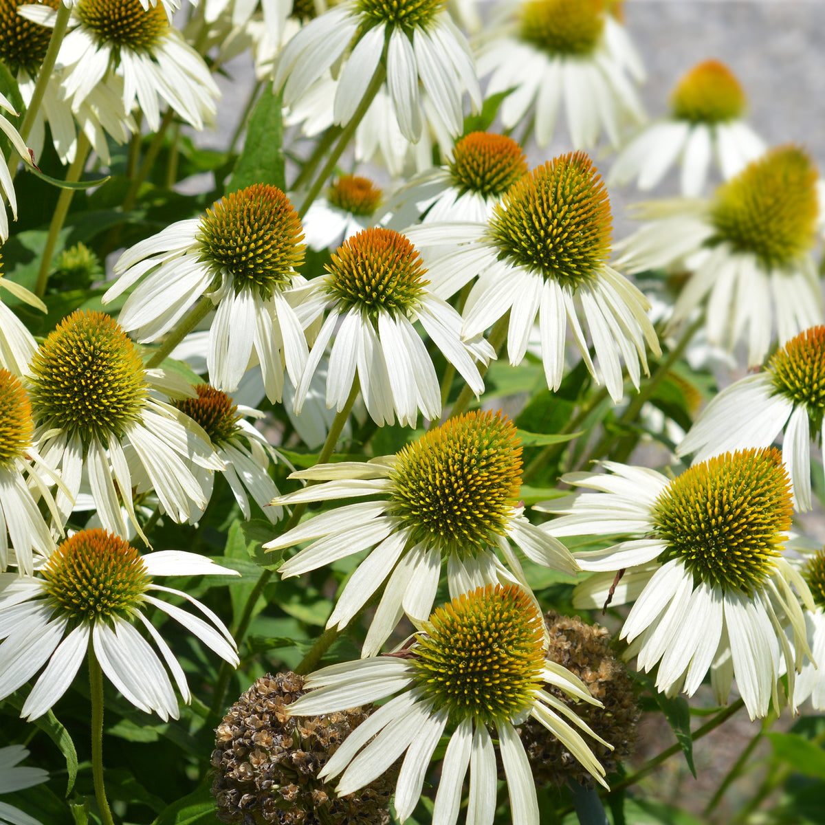 Zonnehoed 'Alba'