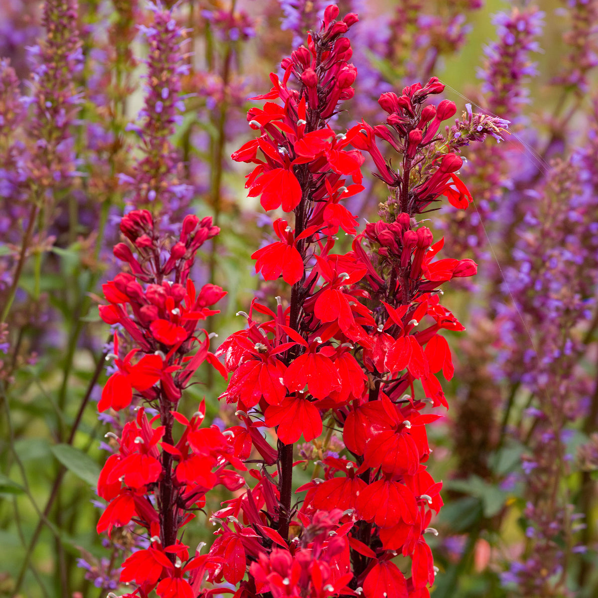 Verkoop Lobelia 'Queen Victoria' - Lobelia queen victoria