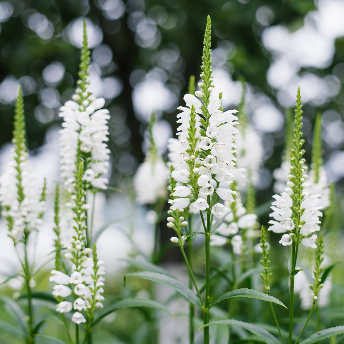 Scharnierplant 'Alba'
