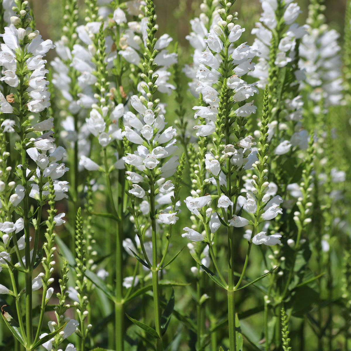 Scharnierplant 'Alba'