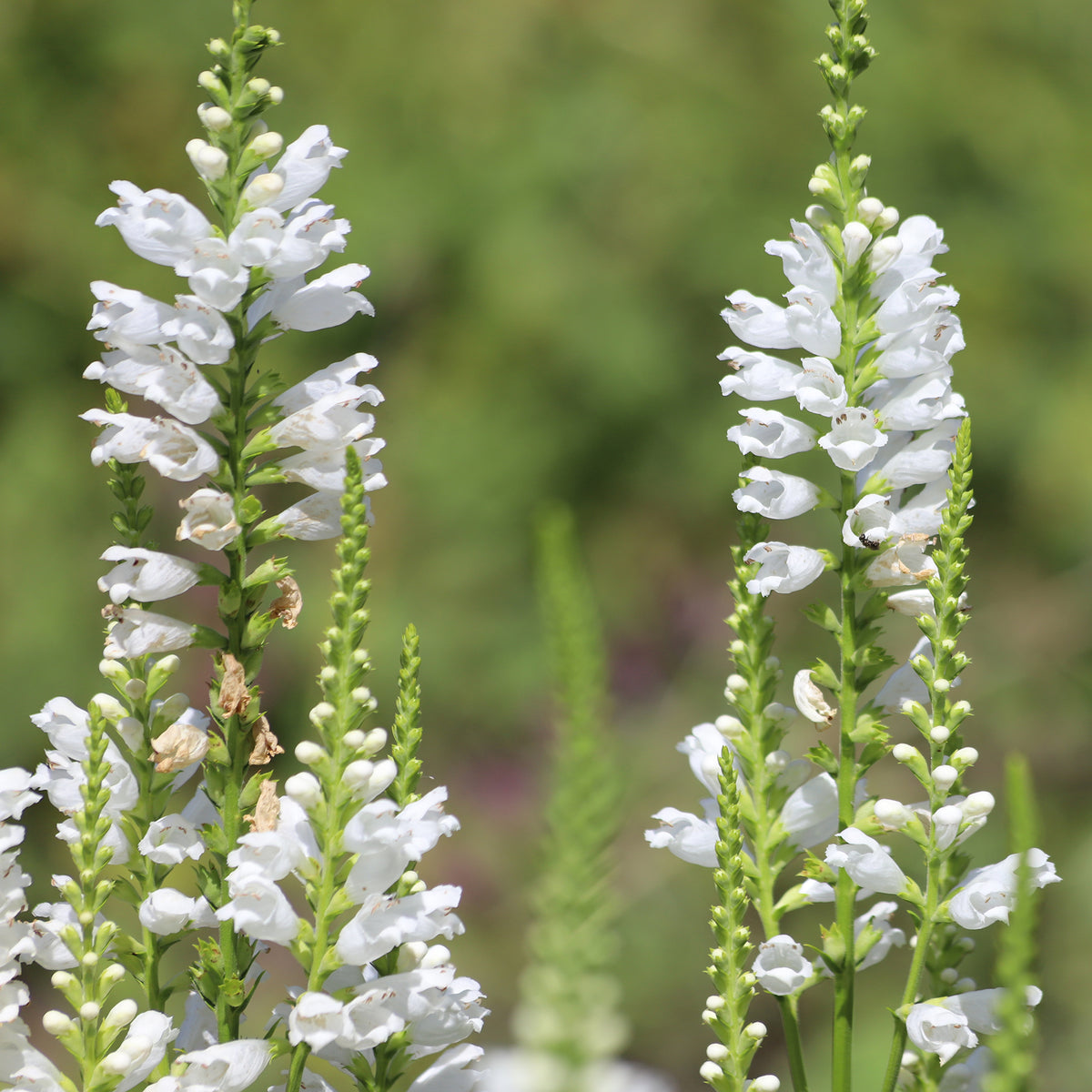 Scharnierplant 'Alba'