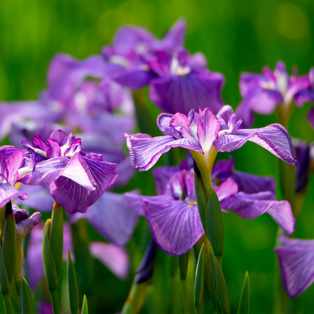 Japanse iris kaempferi paars - Moerasplant, Oeverplant