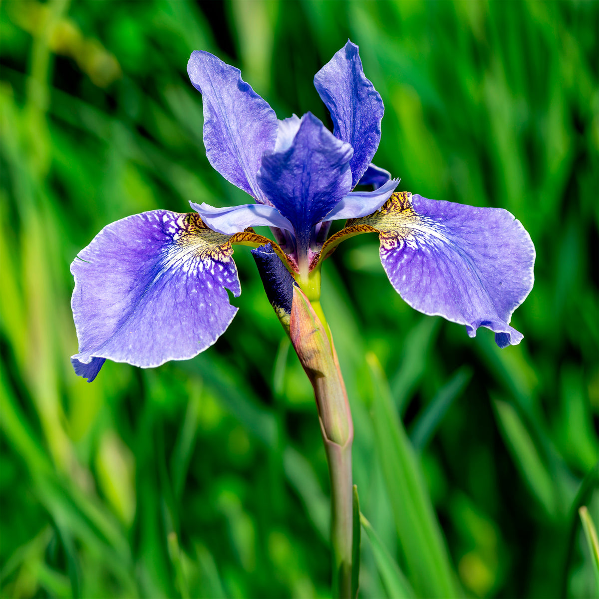 Iris sibirica - Siberische lis - Siberische iris - Iris sibirica