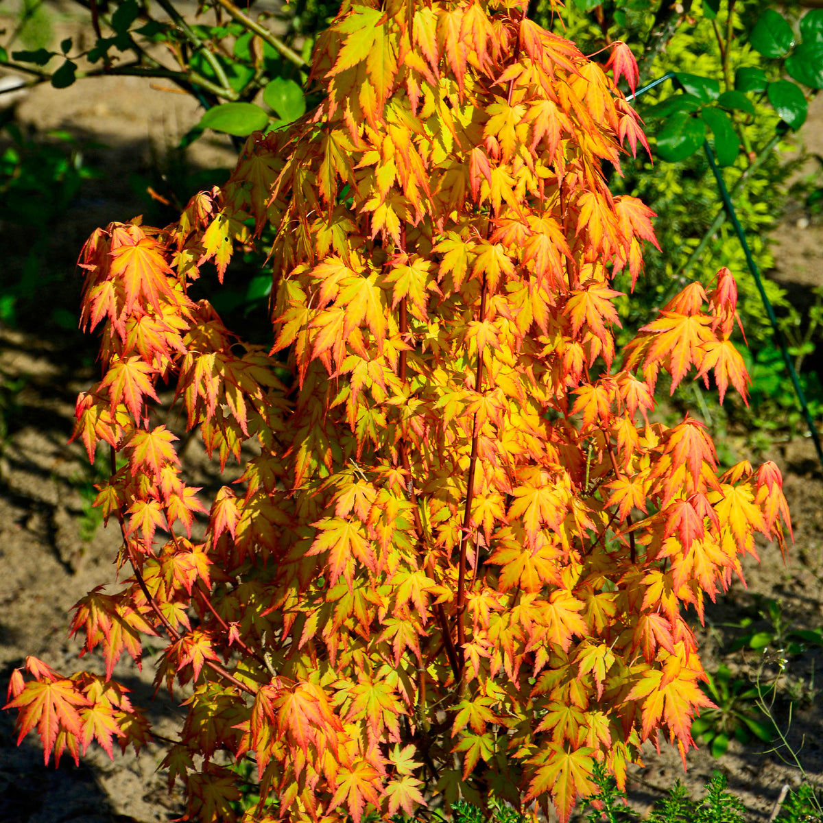 Acer palmatum Katsura - Japanse esdoorn 'Katsura' - Japanse esdoorn