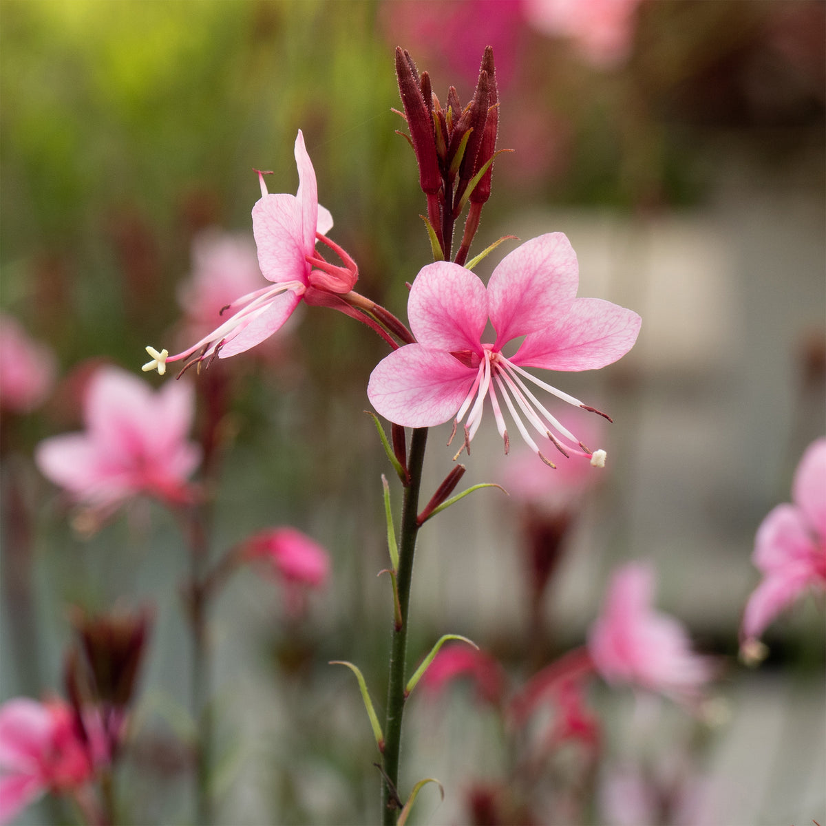 Gaura - Lindheimers prachtkaars 'Siskiyou Pink' - Gaura lindheimeri siskiyou pink