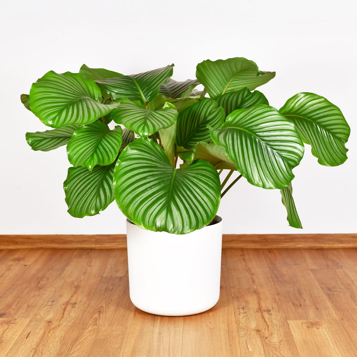 Bidplant Calathea orbifolia - Calathea orbifolia - Bakker