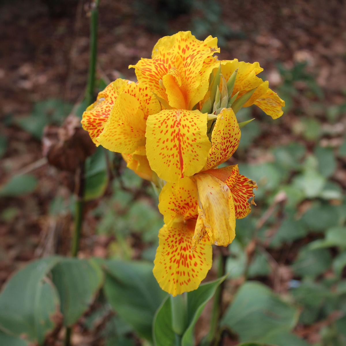 Indisch bloemriet 'Tropical Yellow' (x2) - Bakker
