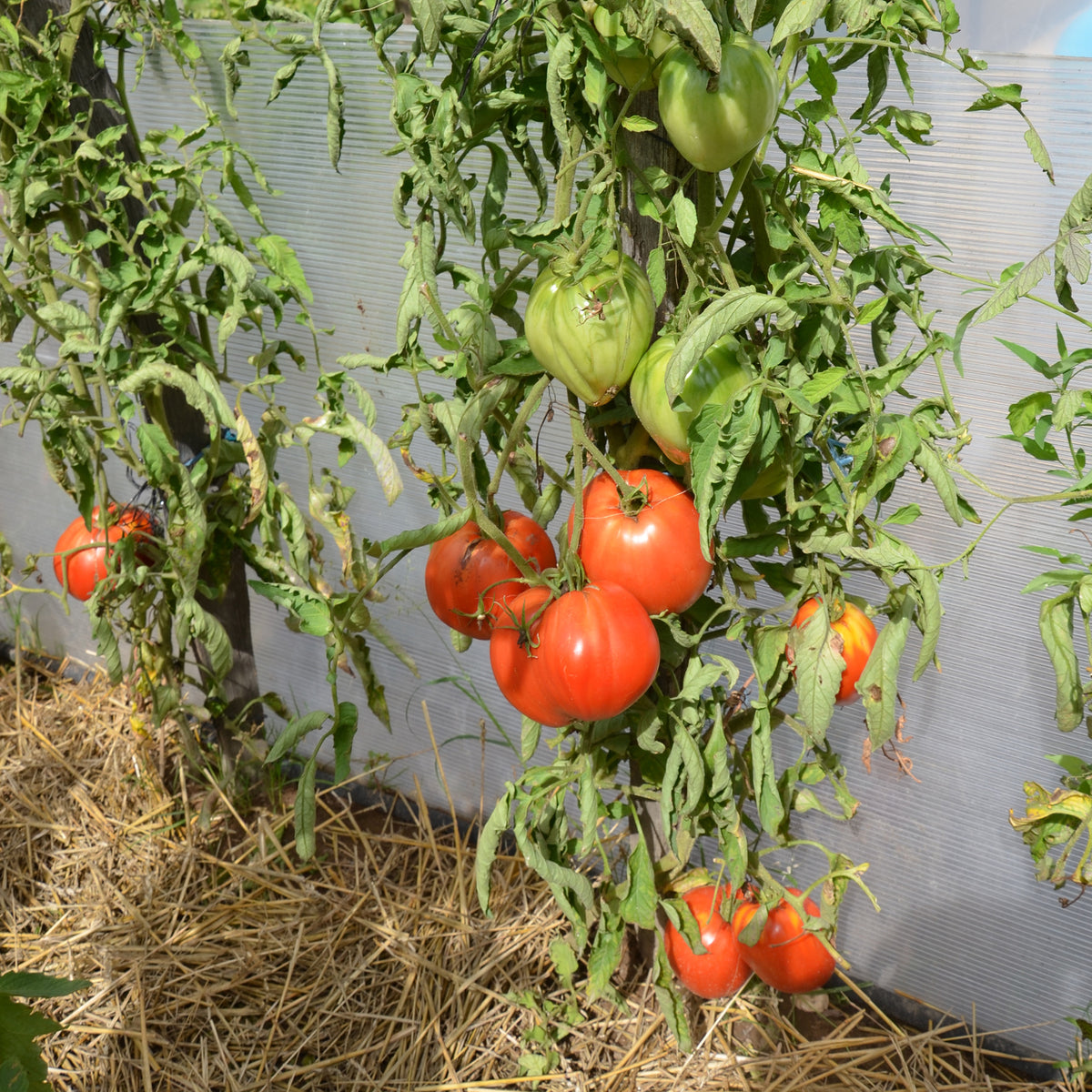 Solanum lycopersicum coeur de boeuf - Vleestomaat 'Coeur de Boeuf' zakje zaden - Tomatenzaden
