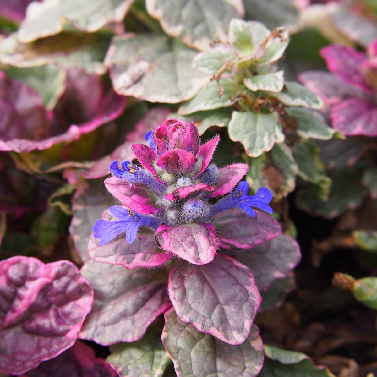 Kruipend zenegroen Burgundy Glow - Ajuga reptans Burgundy Glow - Bakker