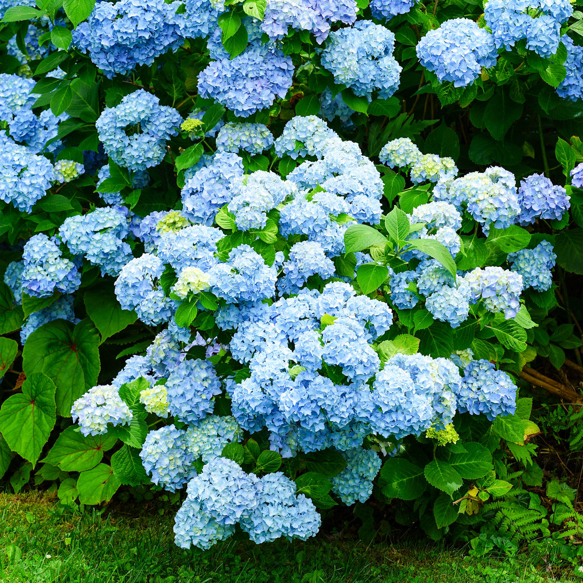 Verkoop Blauwe Boerenhortensia