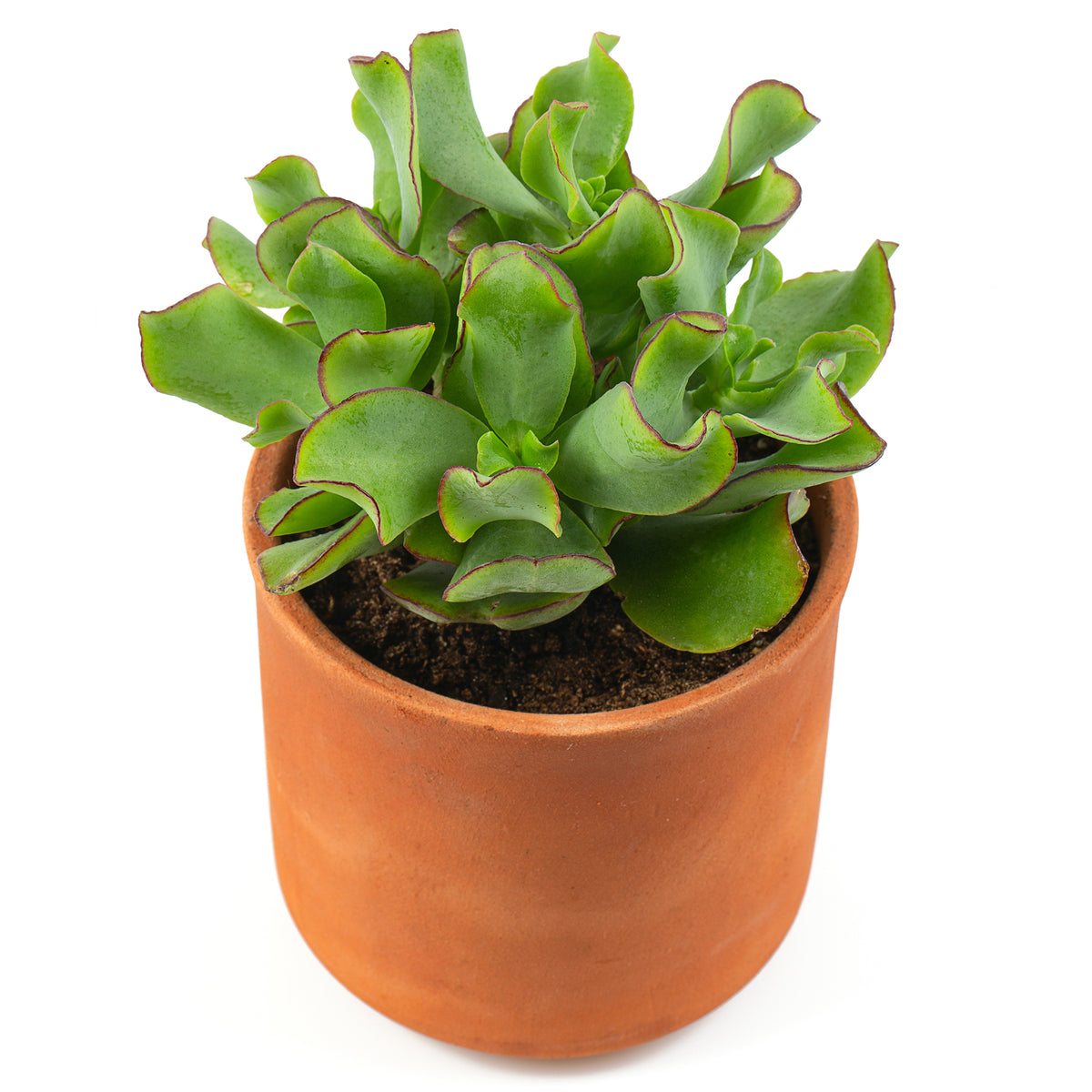 Jadeplant - Bakker