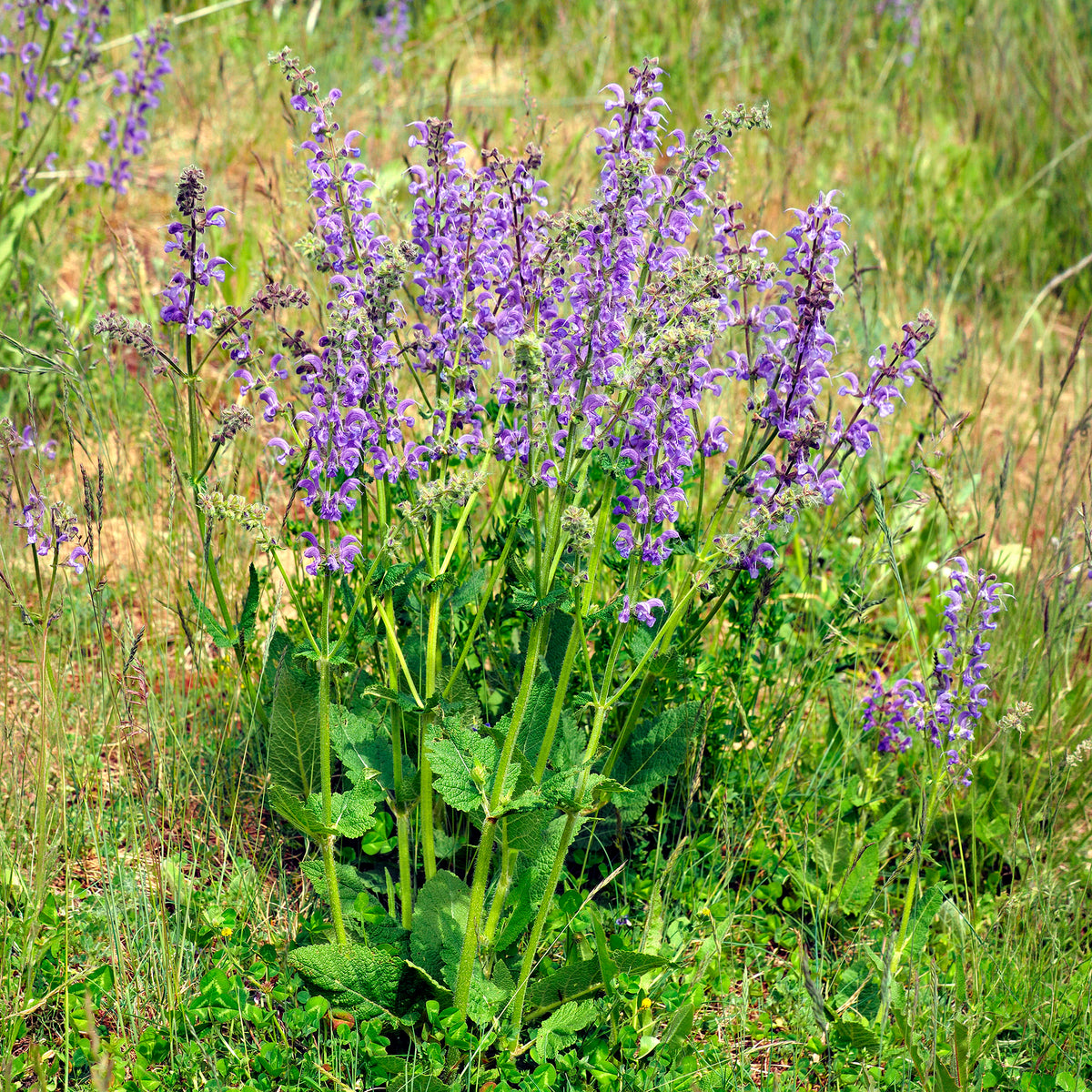 Verkoop Veldsalie - Salvia pratensis