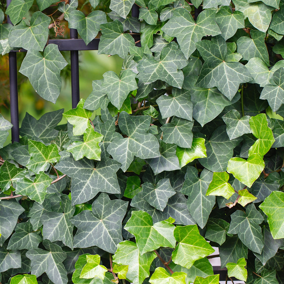 Klimop Hedera helix - Hedera helix - Bakker
